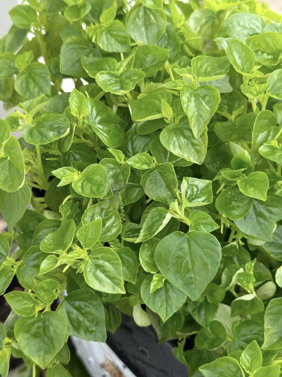 Crab Claw Seeds: mature plant with shiny leaves in a garden bed for herbs.