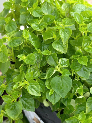 Crab Claw Seeds: mature plant with shiny leaves in a garden bed for herbs.