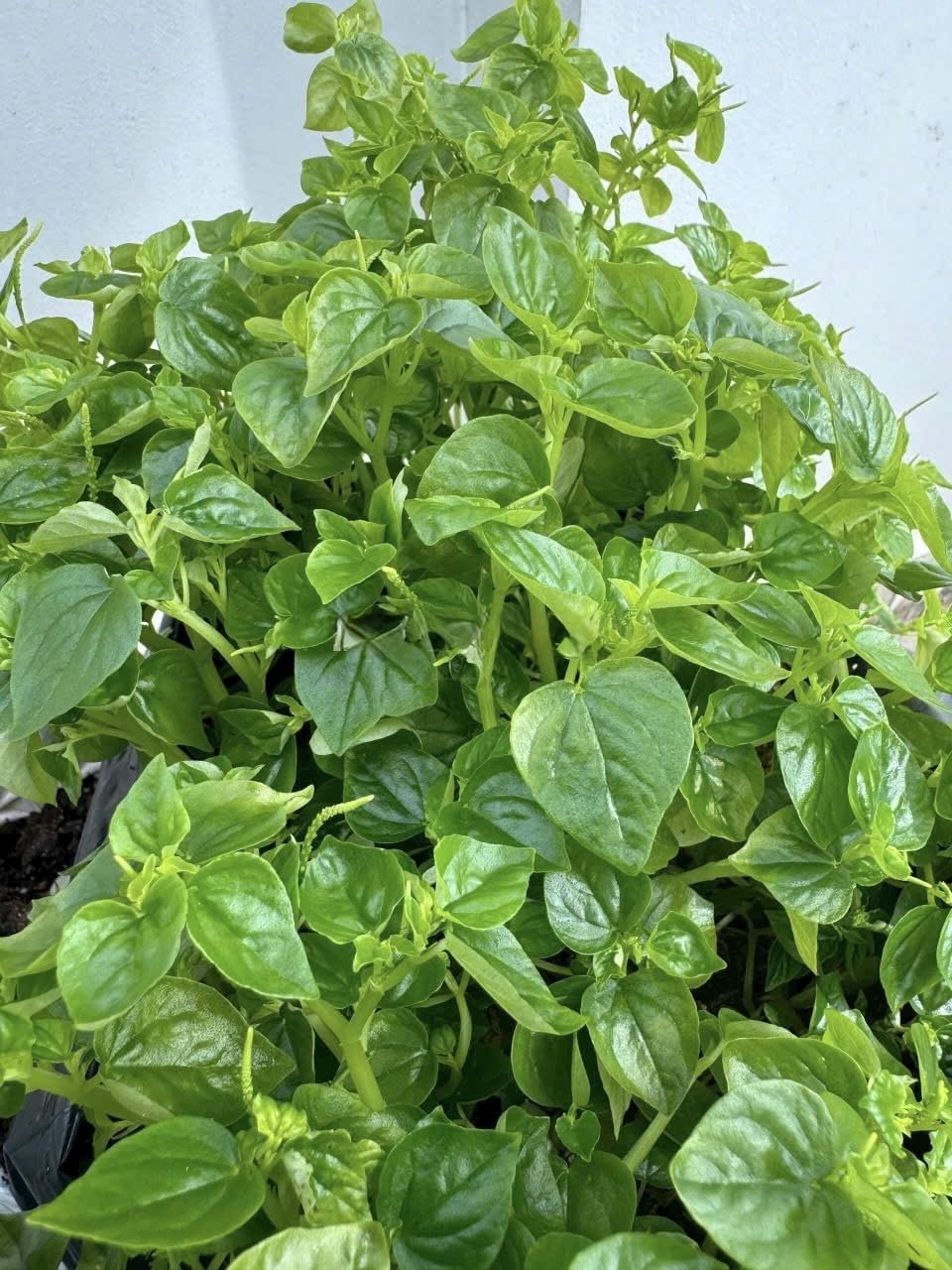 Crab Claw Seeds: young plant in pot with healthy new growth for herbs.