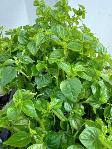 Crab Claw Seeds: young plant in pot with healthy new growth for herbs.