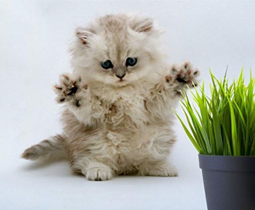 Crafted-Brand Simple Cat Grass Blend Cute kitten image demonstrates a safe, organic treat option