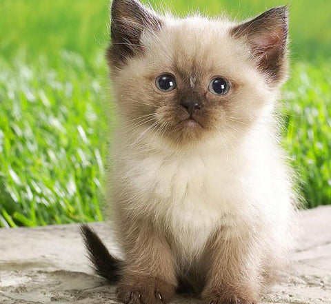 Crafted-Brand Simple Cat Grass Blend indoor cat scene signals easy-to-grow, pesticide-free seeds