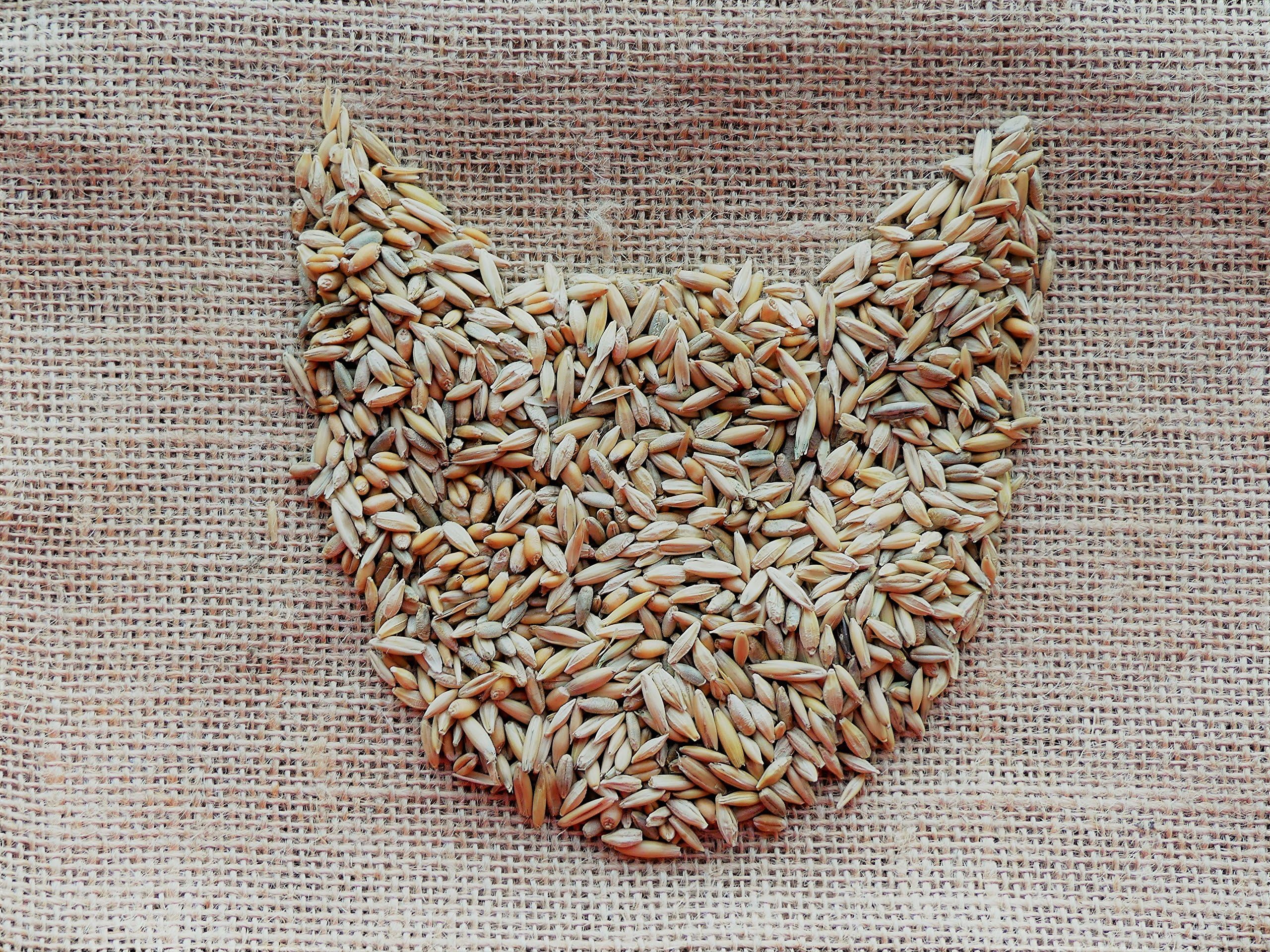 Crafted-Brand Simple Cat Grass Blend kitty enjoying greens demonstrates a fresh fiber source
