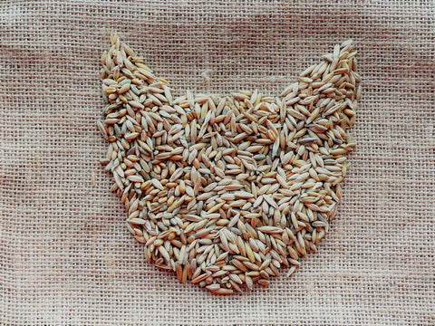 Crafted-Brand Simple Cat Grass Blend kitty enjoying greens demonstrates a fresh fiber source