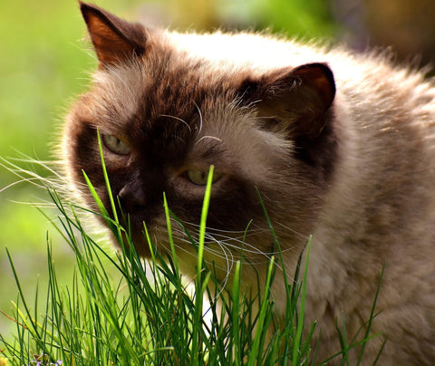 Crafted-Brand Simple Cat Grass Blend kitten with bowl highlights a quick, easy grow process