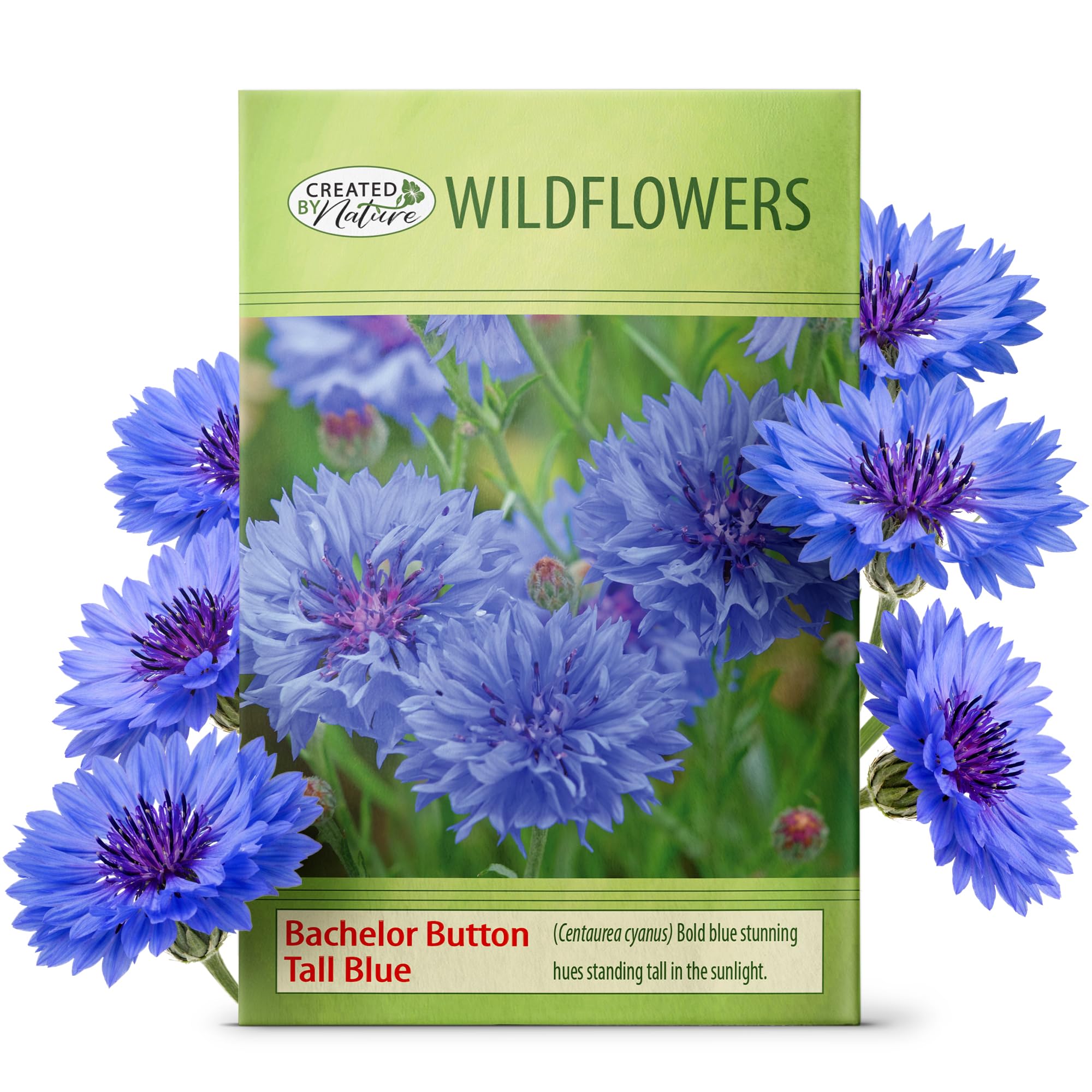 Created By Nature Bachelor Button Tall Blue bloom brightens sunny beds and attracts pollinators.