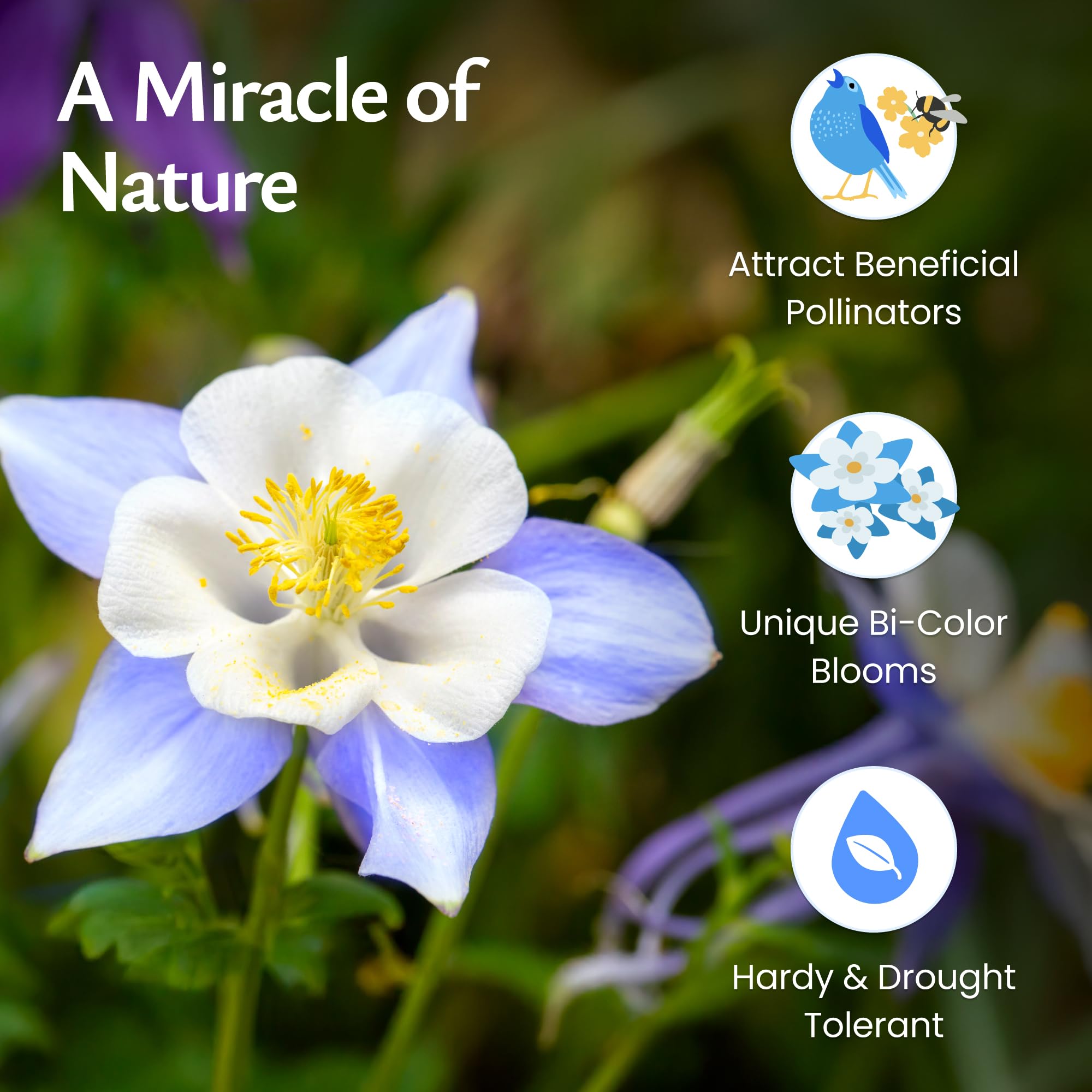 Created By Nature Blue Columbine seeds thrive in sun or partial shade in well-draining soil.