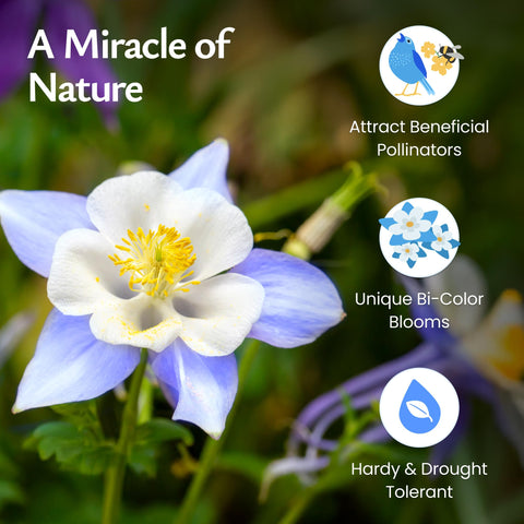 Created By Nature Blue Columbine seeds thrive in sun or partial shade in well-draining soil.