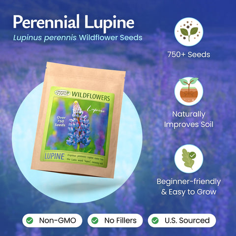 Blue lupine seeds planted along border beds for vibrant, structured color