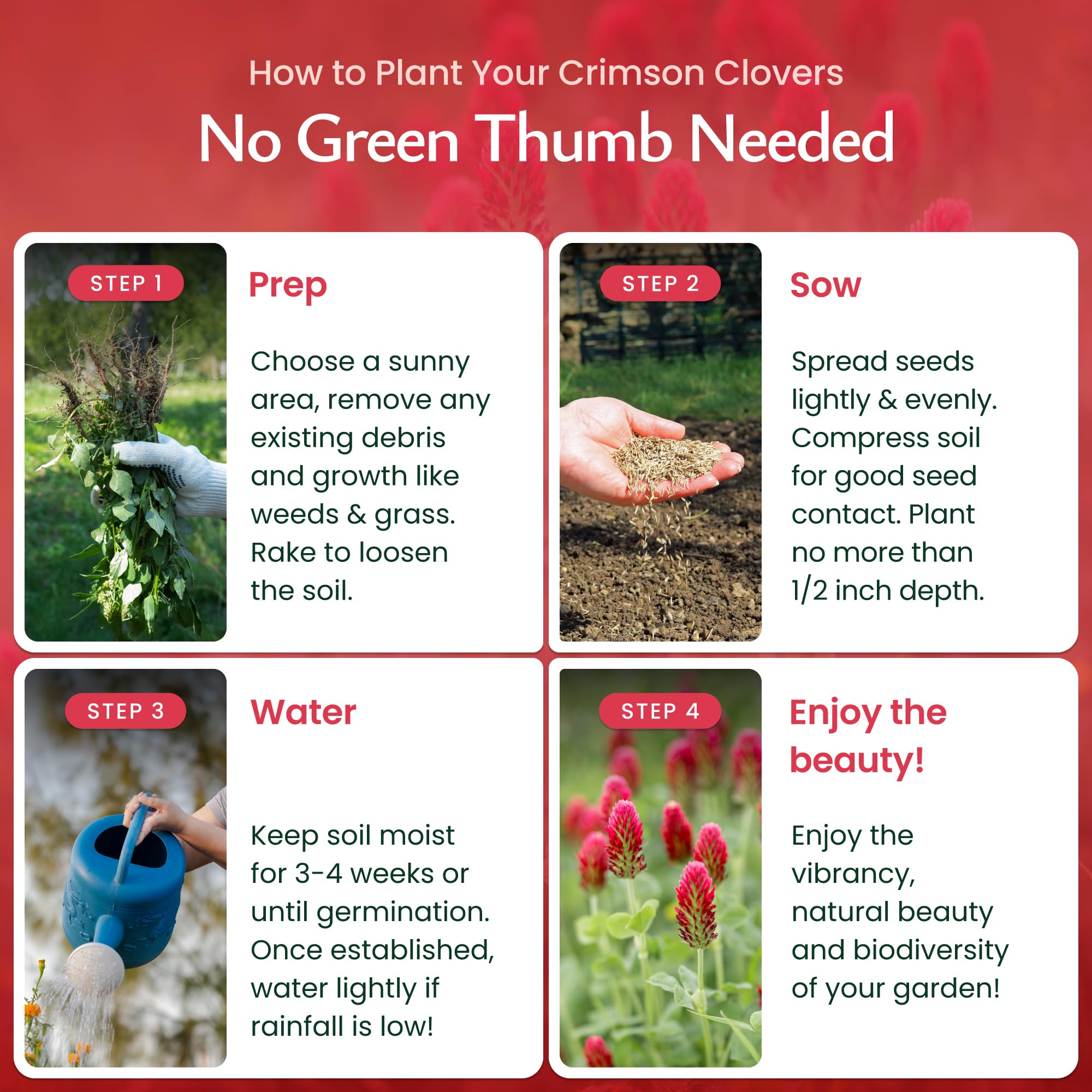 Created By Nature Crimson Clover seeds bloom close-up with vivid red flowers.