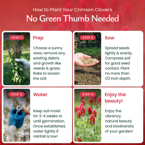 Created By Nature Crimson Clover seeds bloom close-up with vivid red flowers.