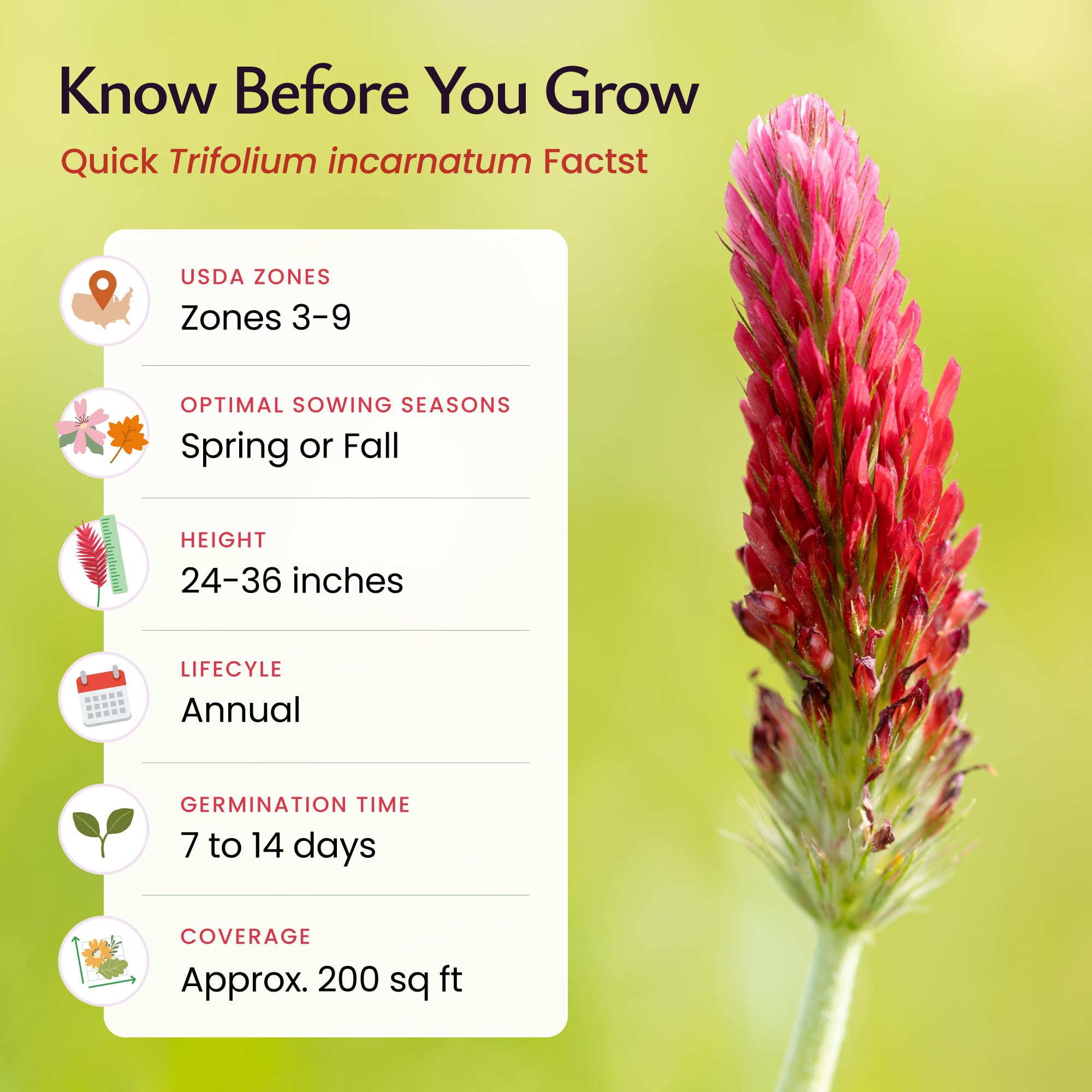 Created By Nature Crimson Clover seeds in pollinator-friendly garden attract pollinators.
