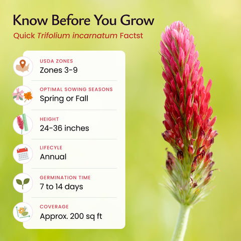 Created By Nature Crimson Clover seeds in pollinator-friendly garden attract pollinators.