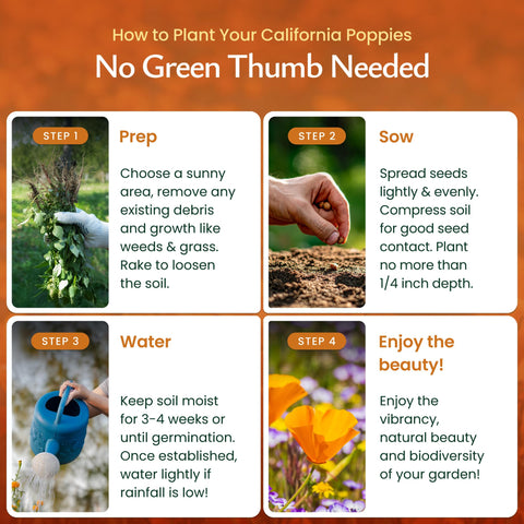Created By Nature deer-resistant poppies add low-maintenance color