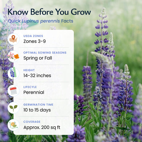 Easy-to-grow blue lupine seeds for spring planting and low maintenance