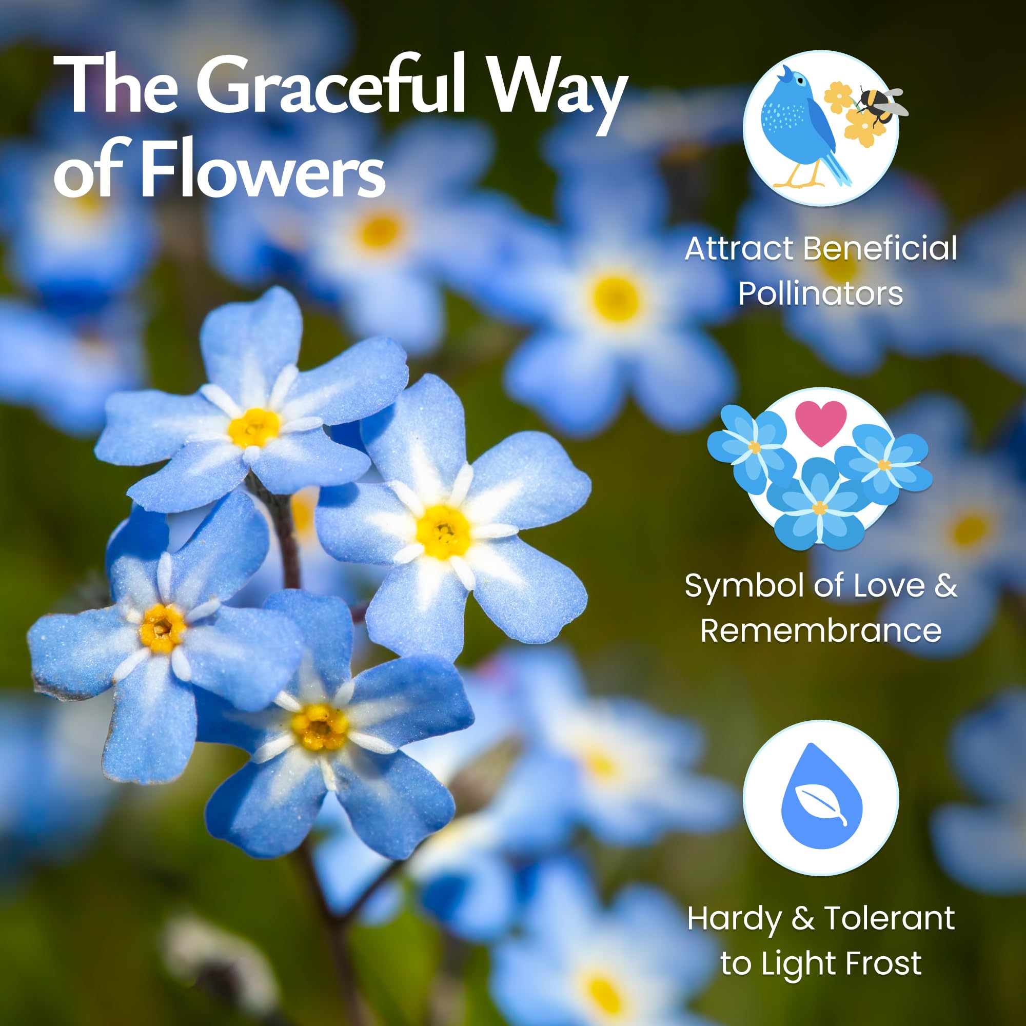 Created By Nature blue forget-me-not flowers brighten beds with a cheerful, classic look.