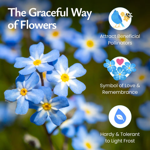 Created By Nature blue forget-me-not flowers brighten beds with a cheerful, classic look.