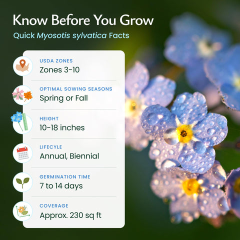 Created By Nature forget-me-nots attract bees, butterflies, and hummingbirds, boosting garden biodiversity.