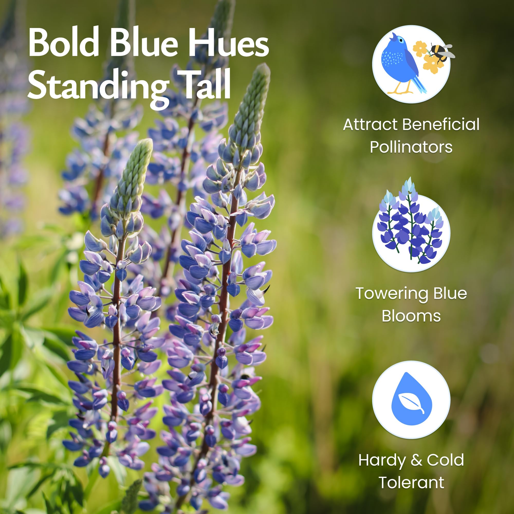 Pollinator-friendly blue lupine seed bed attracting bees and butterflies