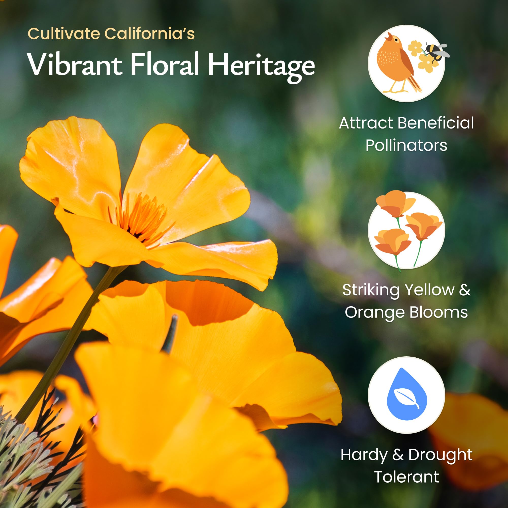 Created By Nature pollinator-friendly poppies attract bees and butterflies