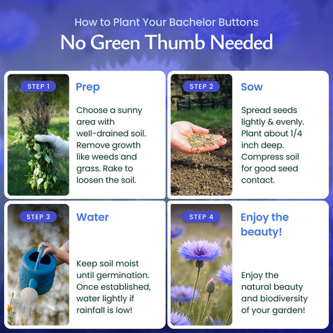 Created By Nature Pollinator-friendly mix supports bees and butterflies throughout blooming season.