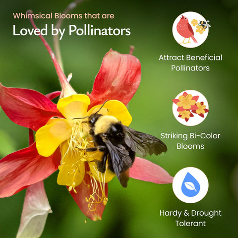 Created By Nature pollinator-friendly border with red columbine blooms.