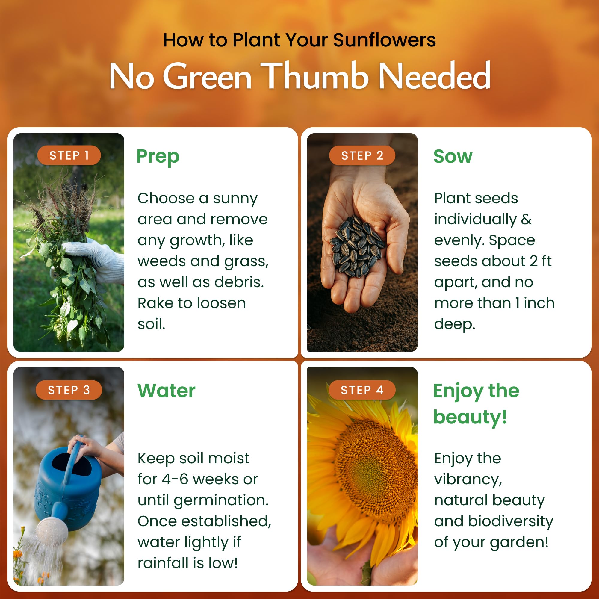 Created By Nature sunflowers attract bees and butterflies for pollinator-friendly yards.