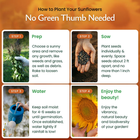 Created By Nature sunflowers attract bees and butterflies for pollinator-friendly yards.