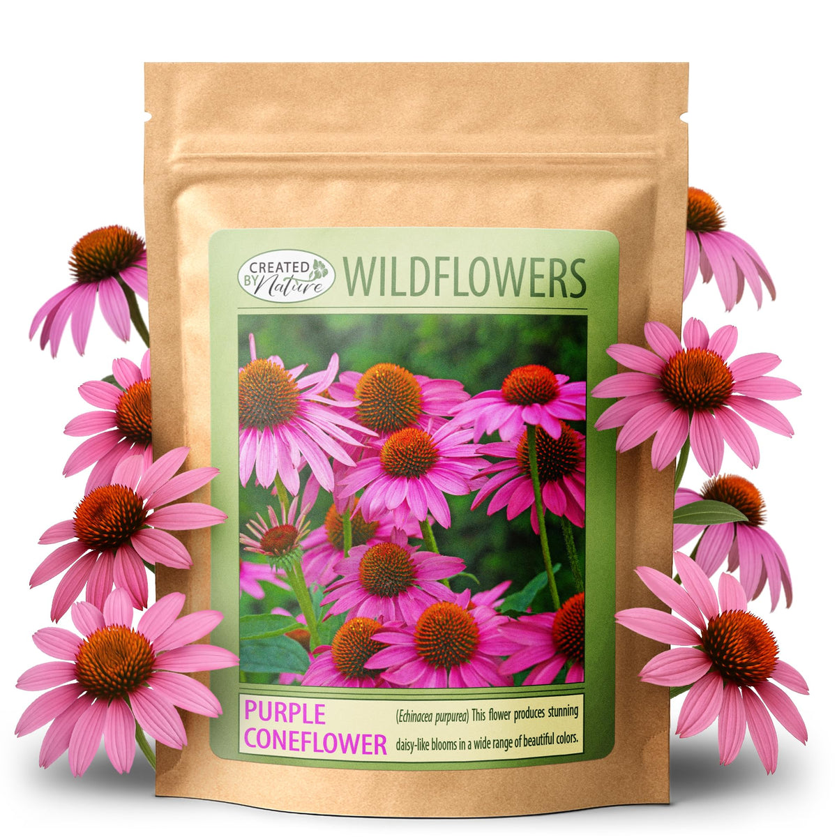 Created By Nature purple coneflower seeds bloom close-up show vibrant color and pollinator appeal.