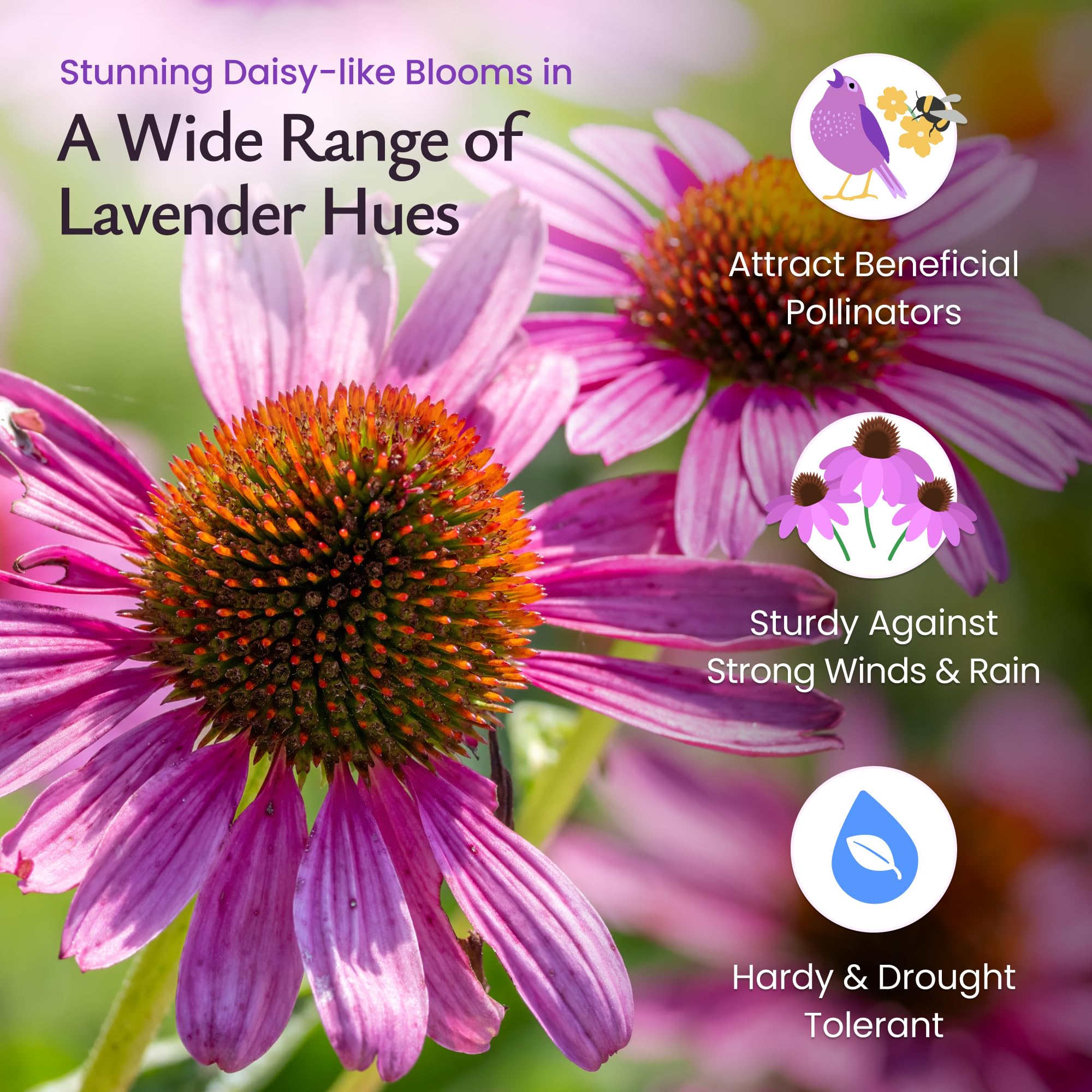 Created By Nature purple coneflower seeds in garden bed ready for easy germination and color.