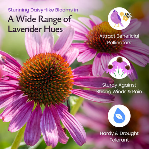 Created By Nature purple coneflower seeds in garden bed ready for easy germination and color.