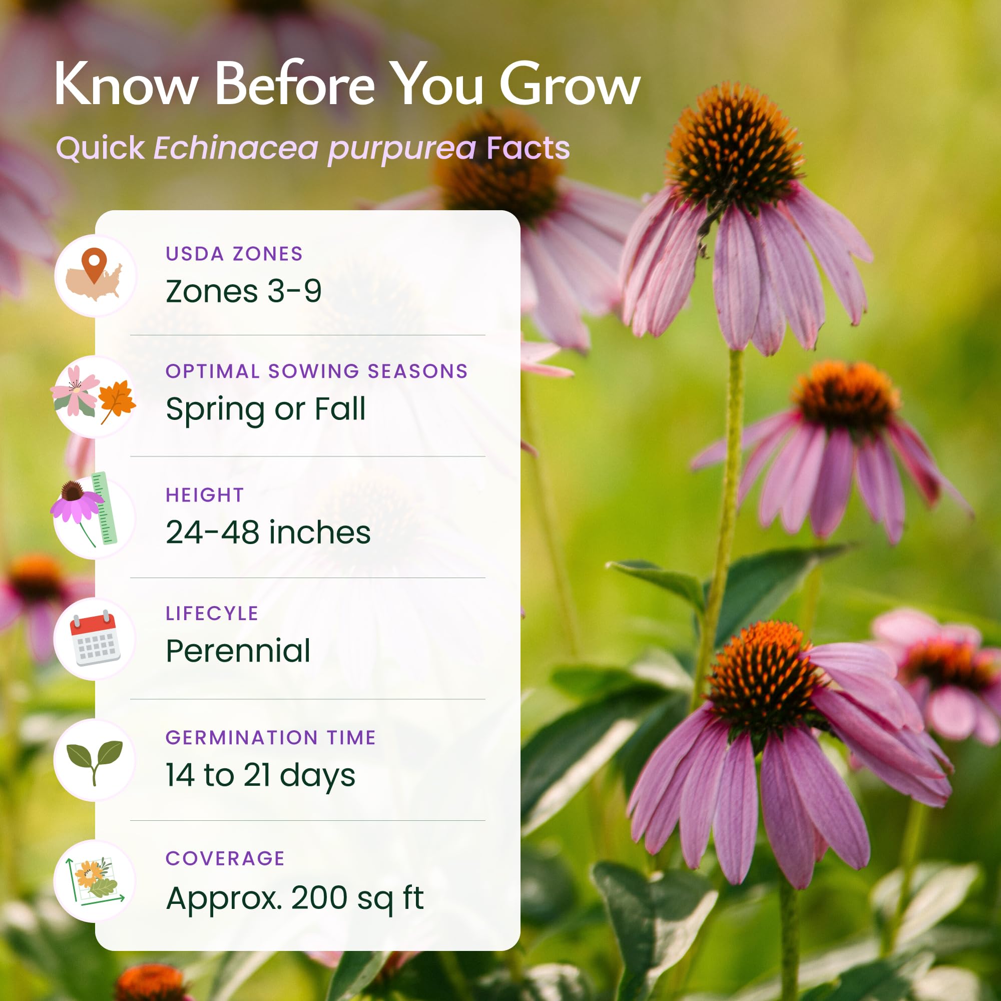 Created By Nature purple coneflower seeds attract bees, butterflies and hummingbirds.