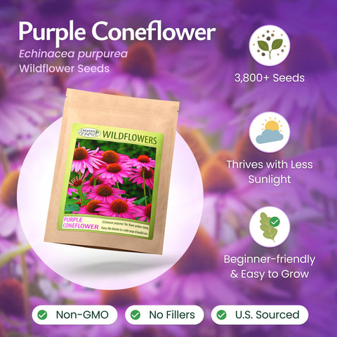 Created By Nature purple coneflower seeds ready for spring planting in garden bed for lasting color.