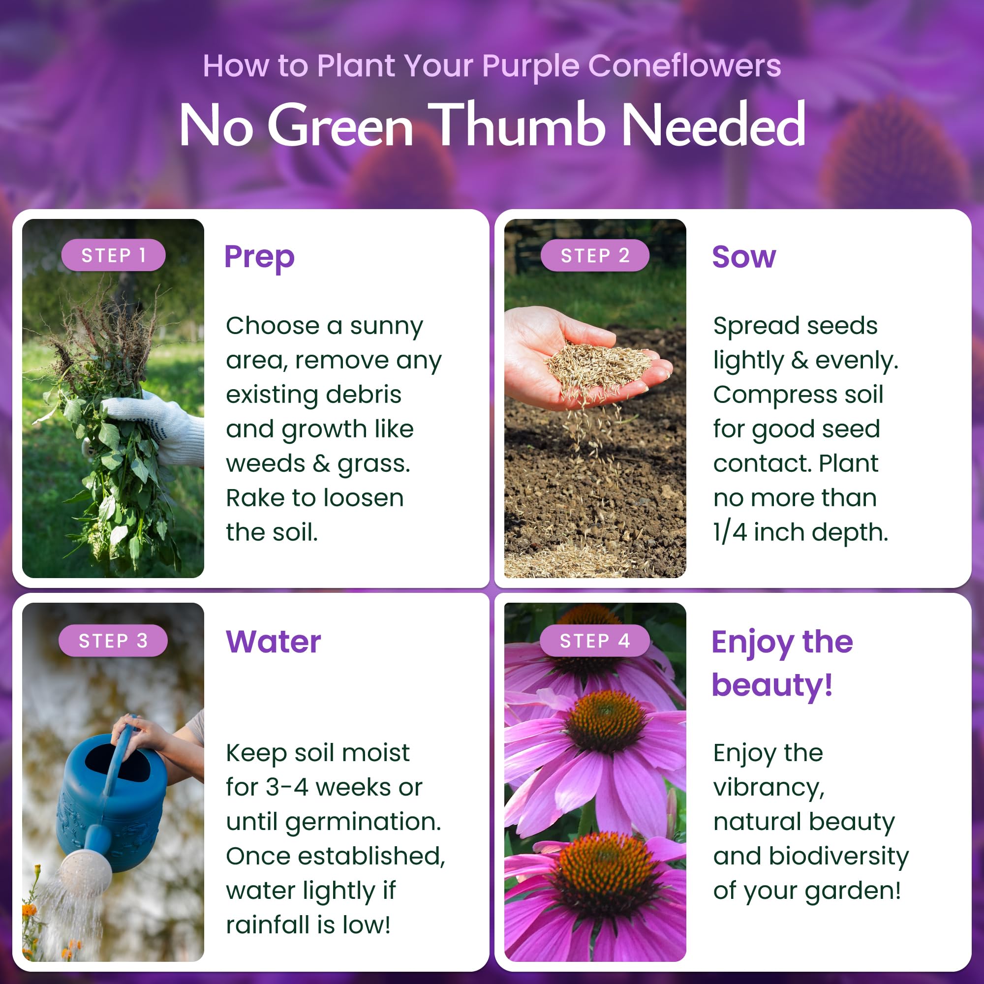 Created By Nature purple coneflower seeds packaging highlights USA sourcing and premium quality.