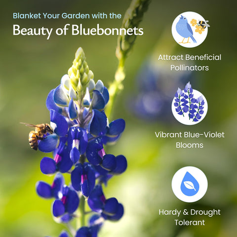 Seed soaking and preparation for easier Texas Bluebonnet planting