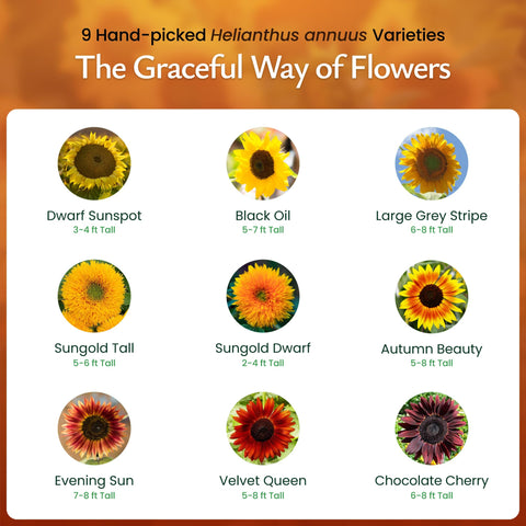 Created By Nature sunflowers bloom brightly to brighten sunny garden beds.
