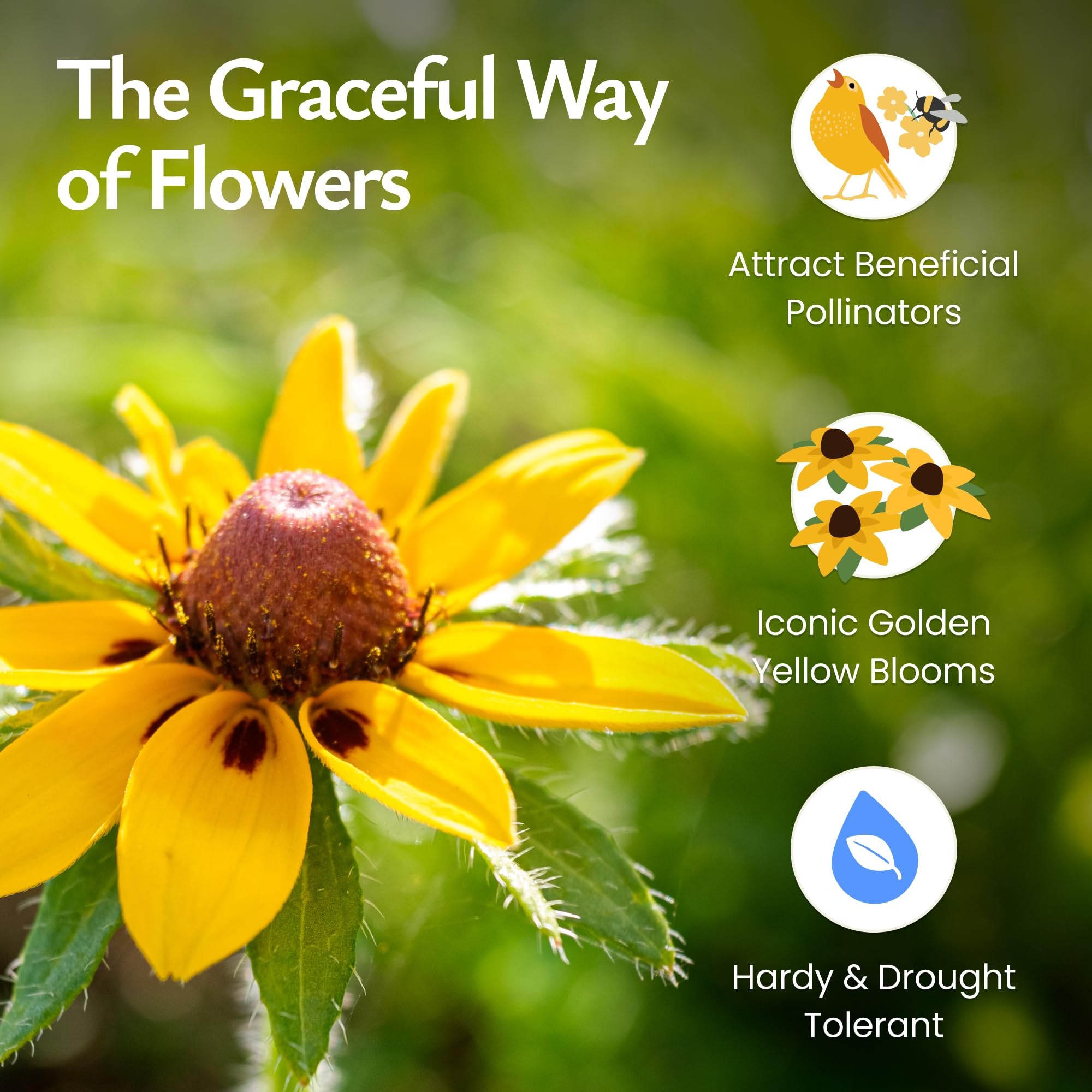 Created By Nature sunny border garden with Rudbeckia hirta blooms and color.