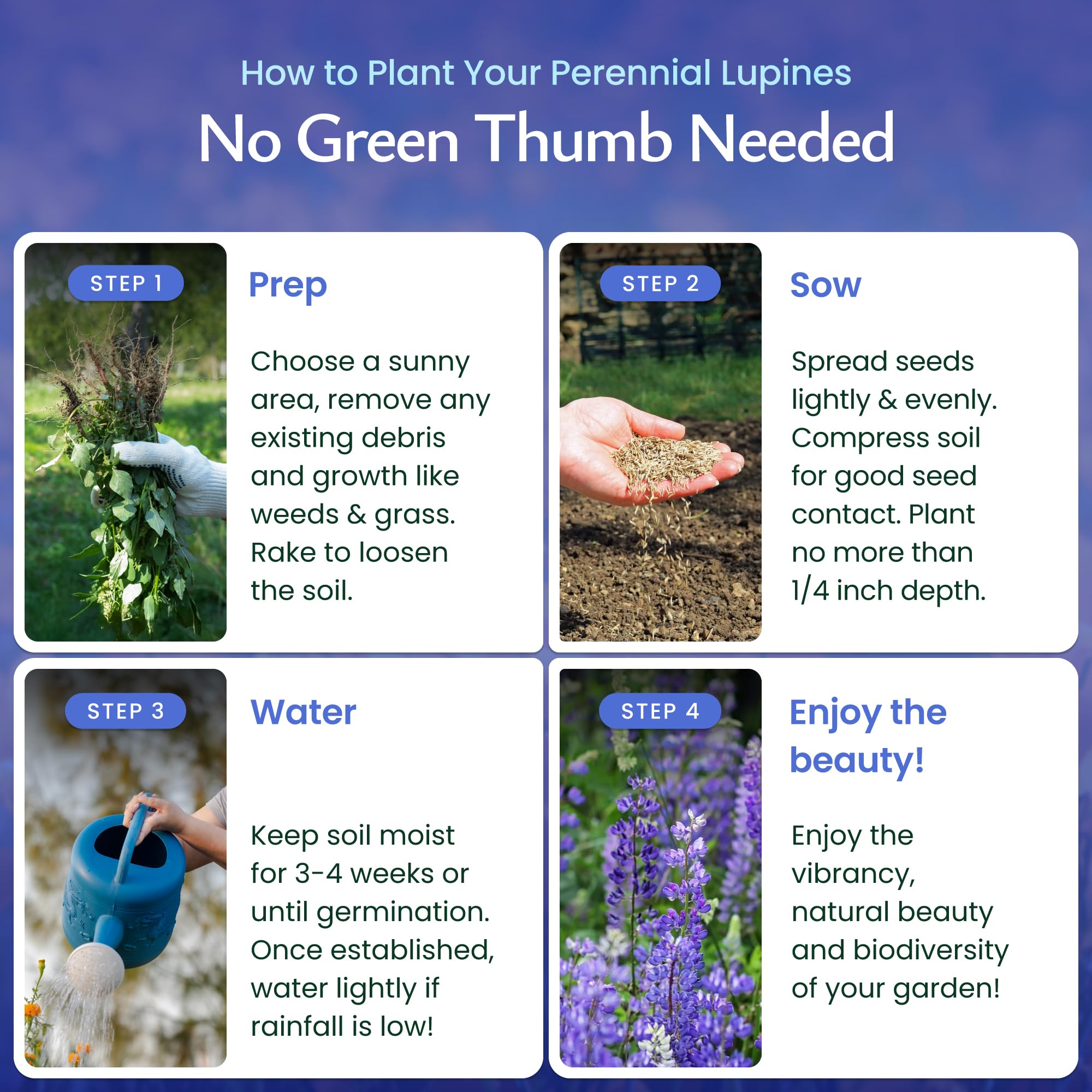 US-sourced blue lupine seeds ensuring quality and reliable germination
