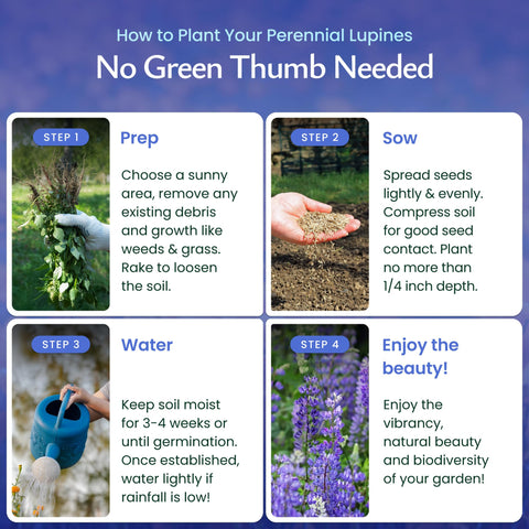 US-sourced blue lupine seeds ensuring quality and reliable germination