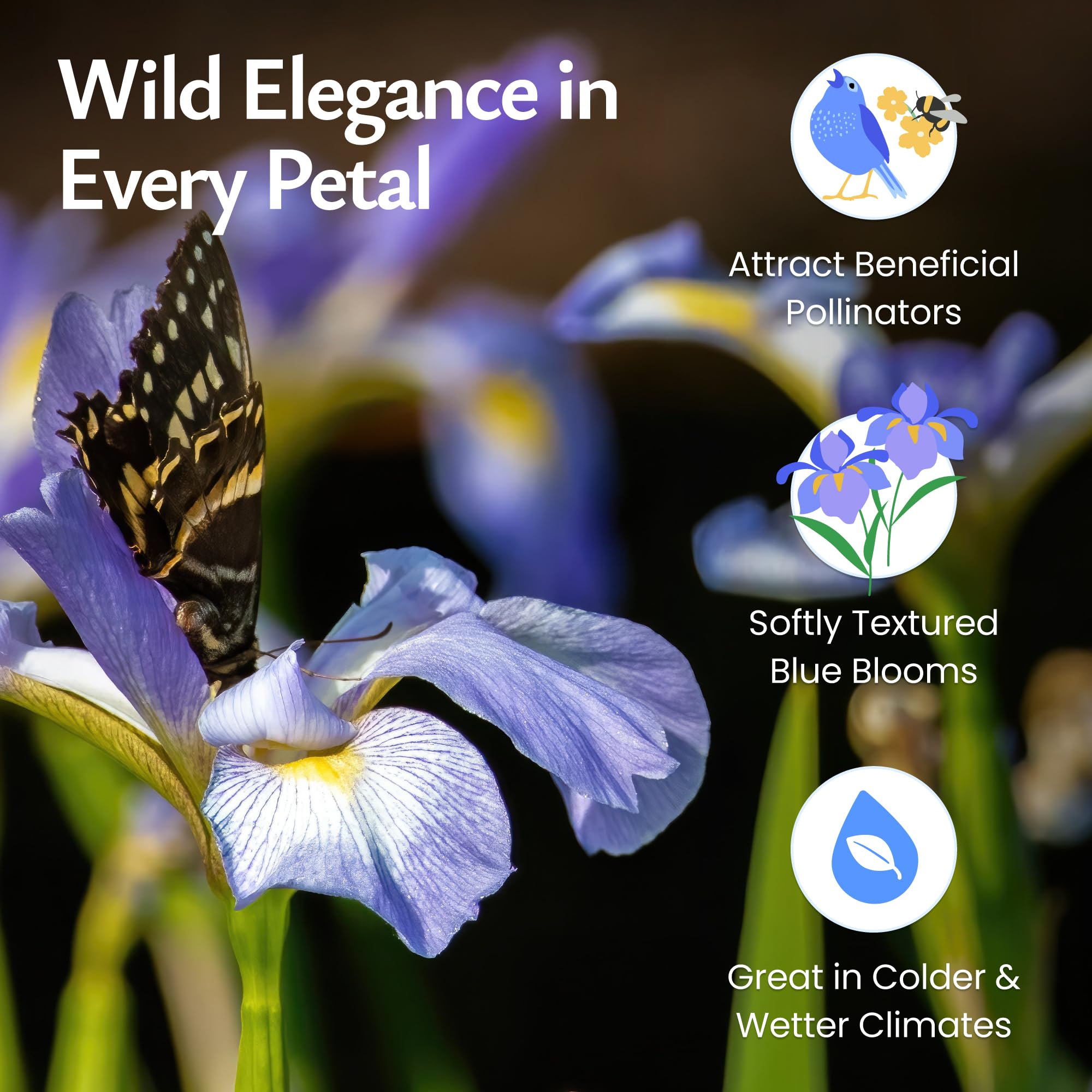 Created By Nature Wild Iris border garden with vibrant color