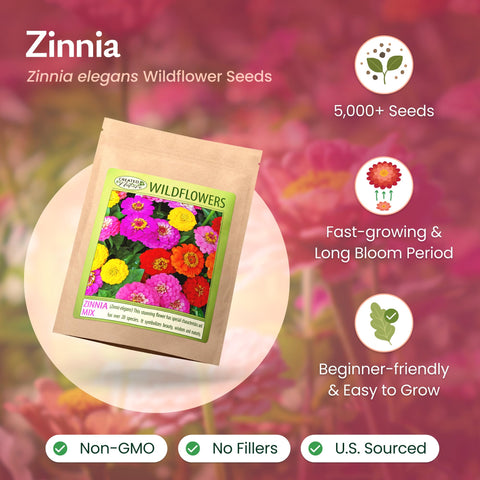 Created By Nature zinnia blooms in sun, showcasing vibrant multi-color petals.