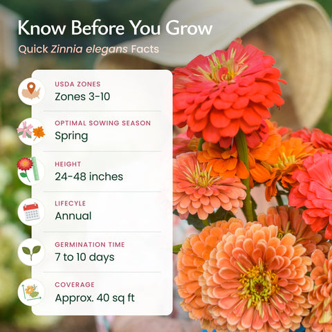 Created By Nature zinnia seeds germinate in about 14 days and bloom in 60-90 days.