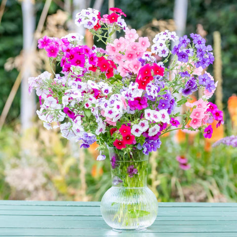 Creeping Phlox Seeds bloom display ideal for wildlife-friendly landscaping.