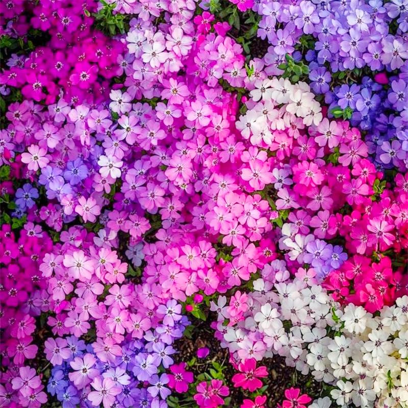 Creeping Phlox Seeds border bed filler for colorful seasonal display.
