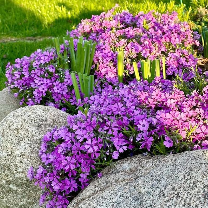 Creeping Phlox Seeds drought-tolerant ground cover for low-maintenance gardens.