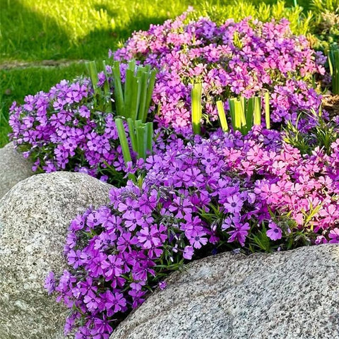 Creeping Phlox Seeds drought-tolerant ground cover for low-maintenance gardens.