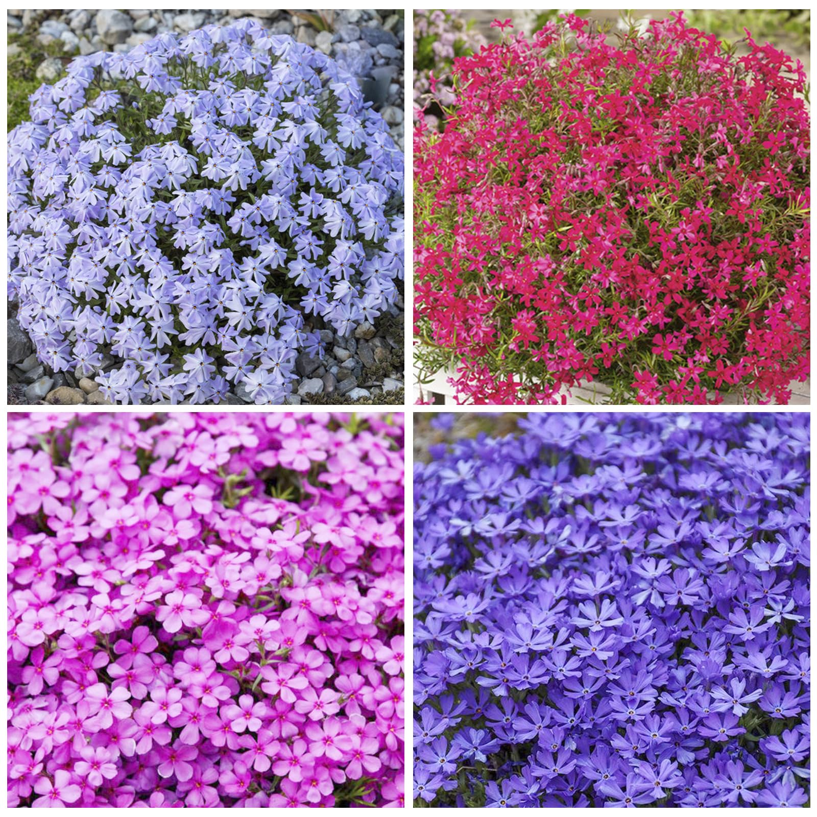 Creeping Phlox Seeds ground-cover dense blooms ideal for edging pathways.