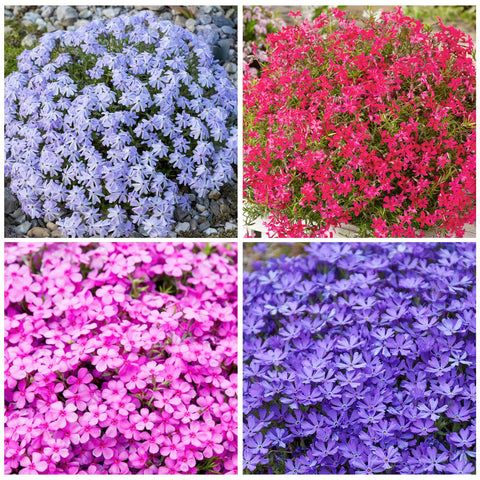 Creeping Phlox Seeds ground-cover dense blooms ideal for edging pathways.