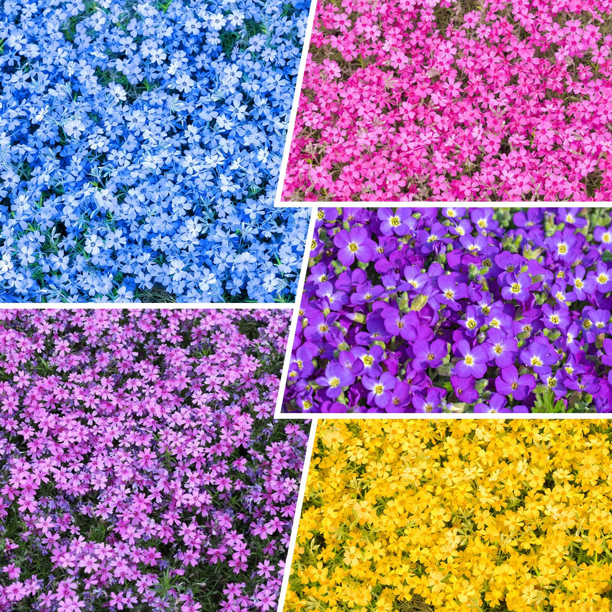 1100+ Mix Creeping Phlox Seeds bloom clusters for vibrant borders and pollinator-friendly gardens.