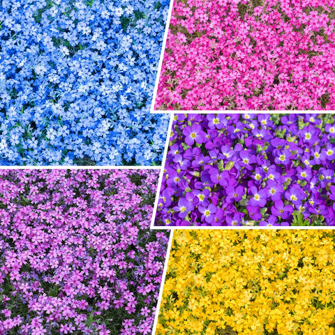 1100+ Mix Creeping Phlox Seeds bloom clusters for vibrant borders and pollinator-friendly gardens.